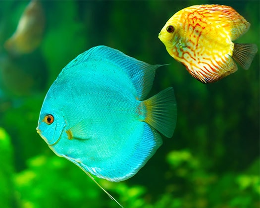 Blauer und gelber Fisch im Aquarium