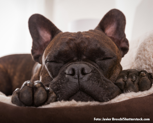 Französische Bulldogge schlafend