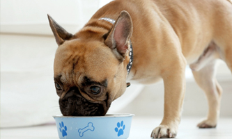 Französische Bulldoggen aus Napf fressend